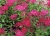 Спирея японская Anthony Waterer / Spiraea japonica Anthony Waterer спирея японская anthony waterer / spiraea japonica anthony waterer