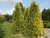 Туя западная Санкист / Thuja occ. Sunkist туя западная санкист / thuja occ. sunkist