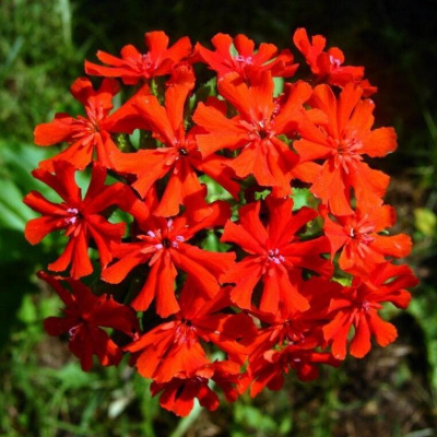 лихнис красный