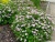 Спирея японская Little Princess / Spiraea japonica Little Princess спирея японская little princess / spiraea japonica little princess