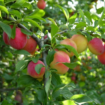 слива "скороплодная"