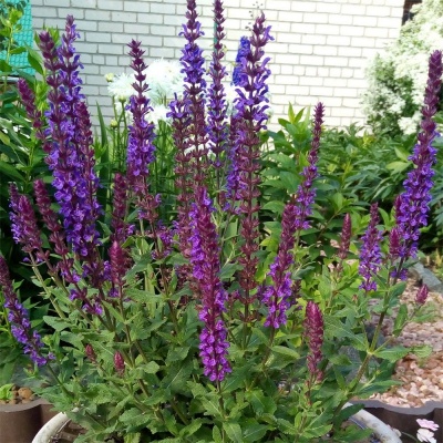 шалфей дубравный / salvia nemorosa new dimension blue