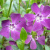 барвинок малый atropurpurea