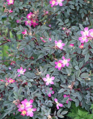 роза сизая / rosa glauca