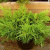 Можжевельник средний Голд Стар / Juniperus pfitzeriana Gold Star можжевельник средний голд стар / juniperus pfitzeriana gold star