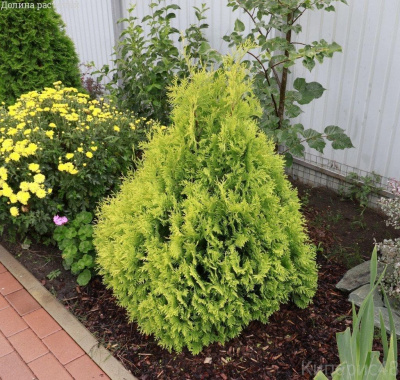 туя складчатая корник / thuja plicata kornik