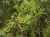 Ива Матсудана Erythroflexuosa / Salix Erythroflexuosa ива матсудана erythroflexuosa / salix erythroflexuosa