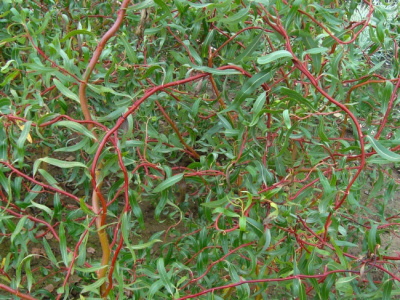 ива матсудана erythroflexuosa / salix erythroflexuosa