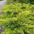можжевельник средний old gold / juniperus pfitzeriana old gold