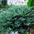 можжевельник средний pfitzeriana glauca / juniperus pfitzeriana pfitzeriana glauca