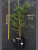 Лиственница японская Певе Тунис / Peve Tunnis лиственница японская певе тунис / peve tunnis
