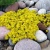 Седум едкий Желтая роза седум едкий желтая роза