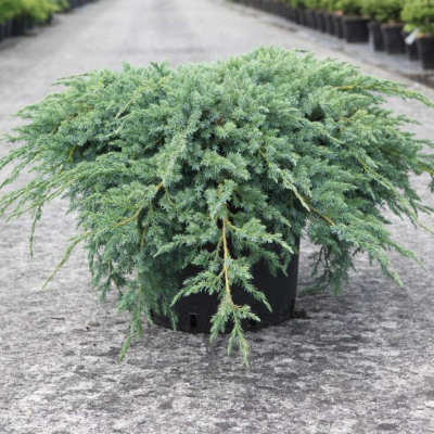 можжевельник  чешуйчатый блю карпет /  juniperus squamata blue carpet