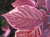 Дерен белый Sibirica Variegata / Cornus alba Sibirica Variegata дерен белый sibirica variegata / cornus alba sibirica variegata