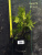 Туя западная Вудварди / Thuja occidentalis Woodwardii туя западная вудварди / thuja occidentalis woodwardii