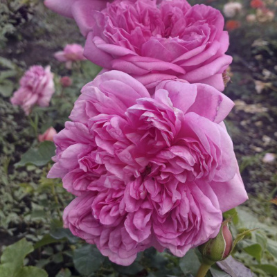 роза помпадур (pompadour) флорибунда