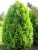 туя западная холмструп  / thuja occidentalis holmstrup