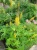 Бузульник Пржевальского / Ligularia przewalskii бузульник пржевальского / ligularia przewalskii