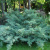 можжевельник средний pfitzeriana glauca / juniperus pfitzeriana pfitzeriana glauca