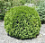 туя западная вудварди / thuja occidentalis woodwardii