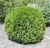 Туя западная Вудварди / Thuja occidentalis Woodwardii туя западная вудварди / thuja occidentalis woodwardii