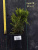 Туя западная Даника / Thuja occidentalis Danica туя западная даника / thuja occidentalis danica