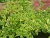 Дерен белый Spaethii / Cornus alba Spaethii дерен белый spaethii / cornus alba spaethii