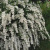 Спирея ниппонская June Bride / Spiraea nipponica June Bride спирея ниппонская june bride / spiraea nipponica june bride