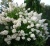 Гортензия метельчатая Grandiflora гортензия метельчатая grandiflora