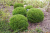 туя западная мистер боулинг болл /  thuja occ. mr. bowling ball